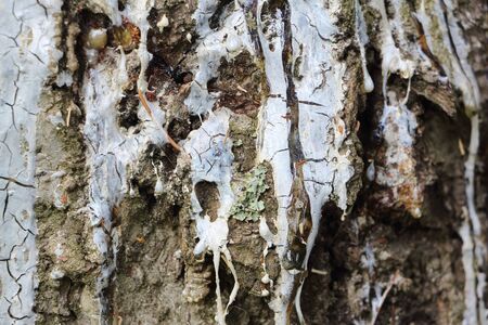 Resin on the bark of a spruce tree, natural backgroundの写真素材