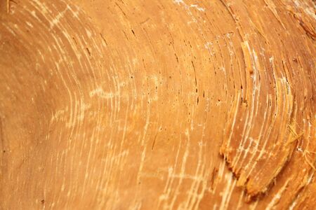 Slice of an old rotten spruce tree, natural backgroundの写真素材