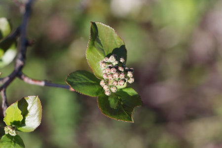 Aronia inflorescence in spring in the gardenの写真素材