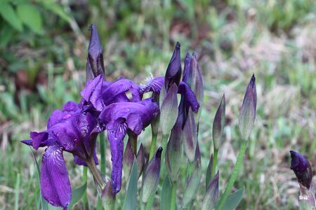 Purple iris in the summer gardenの写真素材