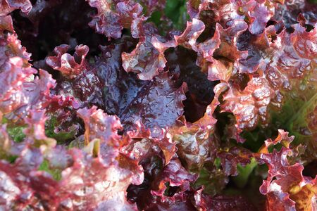 Red lettuce in the garden, natural backgroundの写真素材
