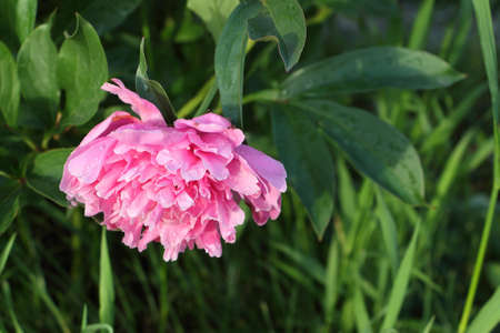 Pink peonies in the summer gardenの写真素材