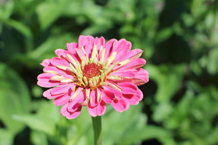 Pink zinnia flower on a background of green grass in a summer gardenの写真素材