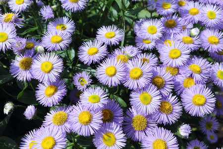 Blue chamomile in a summer garden against the background of a green grassの写真素材