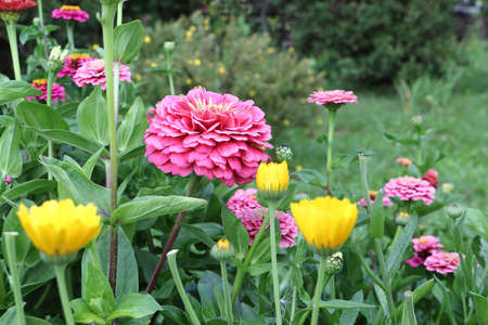 Pink zinnia flowers on the lawn in the gardenの写真素材