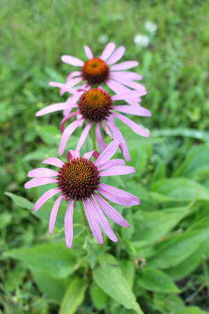 Echinacea flowers among a green grass in a gardenの写真素材