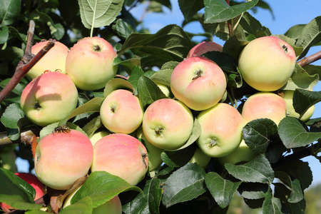 Ripe red apples Ranet on a branch in the gardenの写真素材