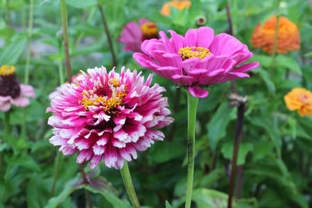Pink zinnia flowers on the lawn in the gardenの写真素材