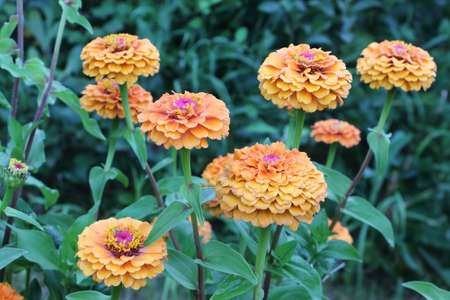 Orange zinnia flowers on a background of green grass in a summer gardenの写真素材