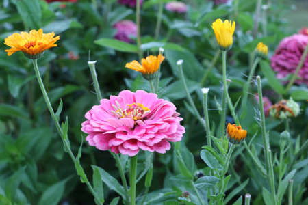 Pink zinnia flower on the lawn in the gardenの写真素材