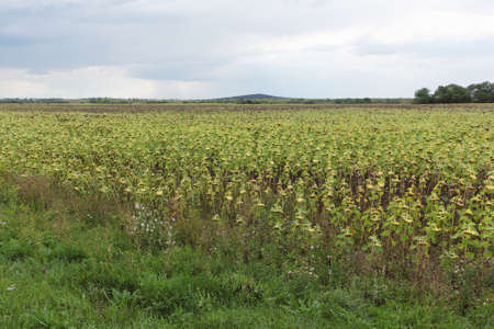 Ripe sunflowers on the field in autumn, Altai Territory, Russiaの写真素材