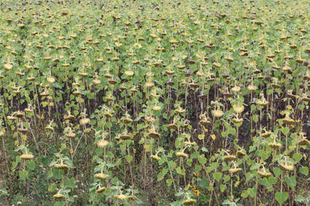 Ripe sunflowers on the field in autumn, natural backgroundの写真素材