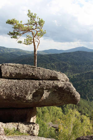Lonely pine tree on a rock, Altai mountains, Belokurikha city, Russiaの写真素材