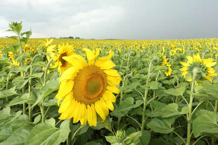 Sunflower field before a thunderstorm in summer, Altai Territory, Russiaの写真素材