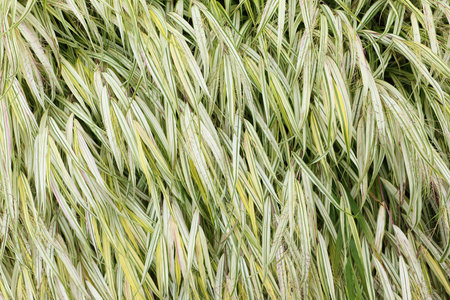 Green decorative grass on a flower bed, natural background