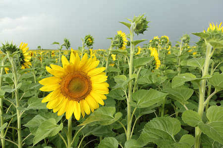 Sunflower field before a thunderstorm in summer, Altai Territory, Russiaの写真素材