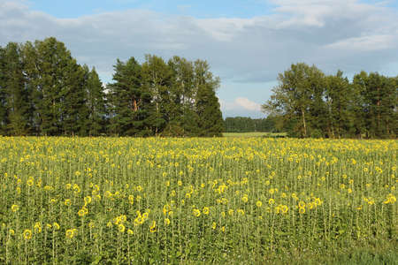 Sunflower field before a thunderstorm in summer, Altai Territory, Russiaの写真素材