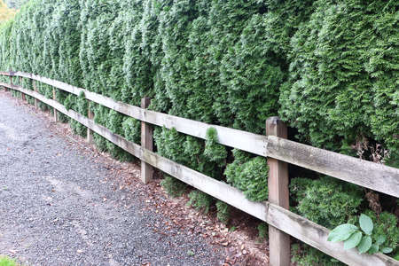 Wooden fence next to thuja tree along the road, Bothell, Washington, USAの写真素材