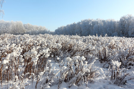 Snow on mowed grass on agricultural field in winter, natural backgroundの写真素材