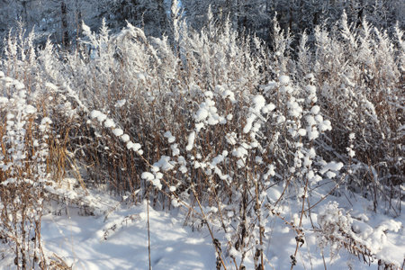 Snow on mowed grass on agricultural field in winter, natural backgroundの写真素材