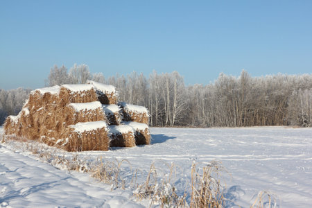 Snow on mowed grass on agricultural field in winter, natural backgroundの写真素材