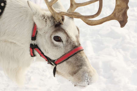 Reindeer in harness on the background of snow in winterの写真素材