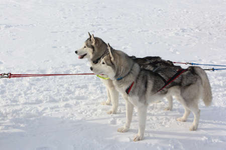 Dogs of the Siberian Husky breed standing in a team on the snow in winterの写真素材