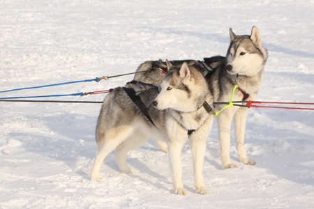 Dogs of the Siberian Husky breed standing in a team on the snow in winterの写真素材