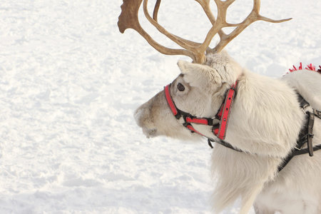 Reindeer in harness on the background of snow in winter