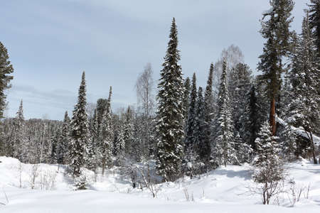 Snowy fir trees in the forest in winter, the road to the top of the Tulun-Tuu mountain, Altai Republic, Russiaの写真素材