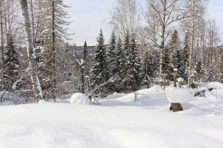 Snowy fir trees in the forest in winter, the road to the top of the Tulun-Tuu mountain, Altai Republic, Russiaの写真素材