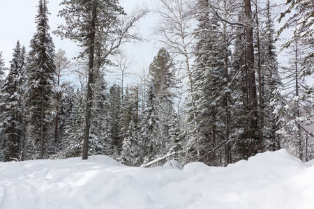 Snowy fir trees in the forest in winter, the road to the top of the Tulun-Tuu mountain, Altai Republic, Russiaの写真素材