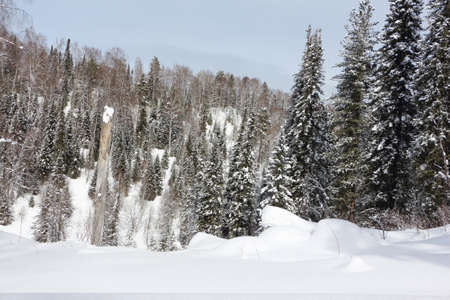 Snowy fir trees in the forest in winter, the road to the top of the Tulun-Tuu mountain, Altai Republic, Russiaの写真素材