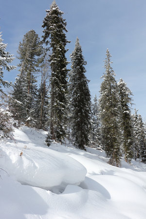 Snowy fir trees in the forest in winter, the road to the top of the Tulun-Tuu mountain, Altai Republic, Russiaの写真素材