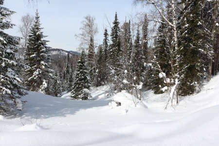 Snowy fir trees in the forest in winter, the road to the top of the Tulun-Tuu mountain, Altai Republic, Russiaの写真素材