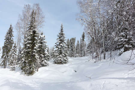 Snowy fir trees in the forest in winter, the road to the top of the Tulun-Tuu mountain, Altai Republic, Russiaの写真素材