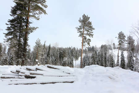 Snowy fir trees in the forest in winter, the road to the top of the Tulun-Tuu mountain, Altai Republic, Russiaの写真素材