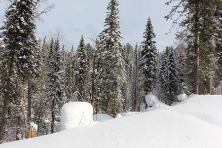 Snowy fir trees in the forest in winter, the road to the top of the Tulun-Tuu mountain, Altai Republic, Russiaの写真素材