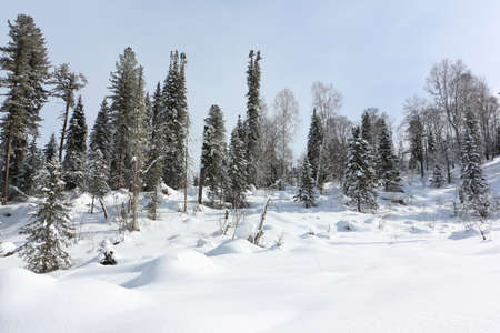 Snowy fir trees in the forest in winter, the road to the top of the Tulun-Tuu mountain, Altai Republic, Russiaの写真素材