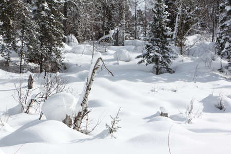 Snowy fir trees in the forest in winter, the road to the top of the Tulun-Tuu mountain, Altai Republic, Russiaの写真素材