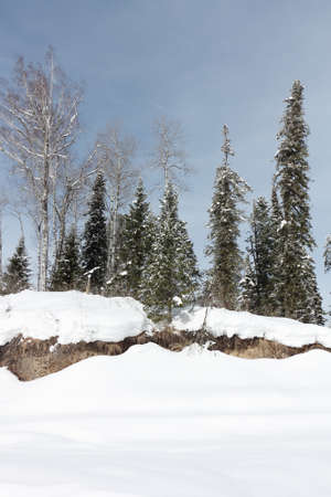 Snowy fir trees in the forest in winter, the road to the top of the Tulun-Tuu mountain, Altai Republic, Russiaの写真素材