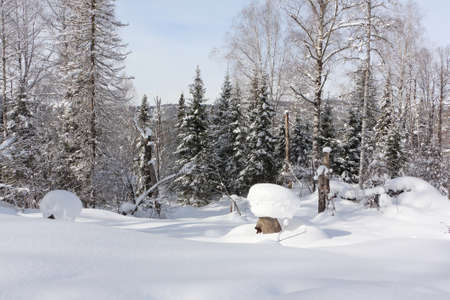 Snowy fir trees in the forest in winter, the road to the top of the Tulun-Tuu mountain, Altai Republic, Russiaの写真素材