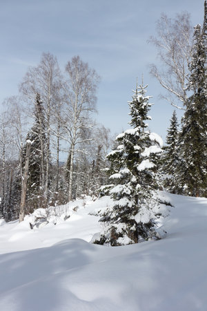 Snowy fir trees in the forest in winter, the road to the top of the Tulun-Tuu mountain, Altai Republic, Russiaの写真素材
