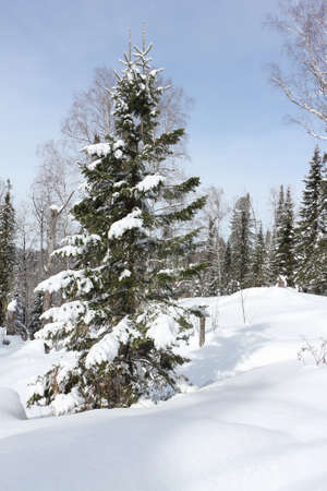 Snowy fir trees in the forest in winter, the road to the top of the Tulun-Tuu mountain, Altai Republic, Russiaの写真素材