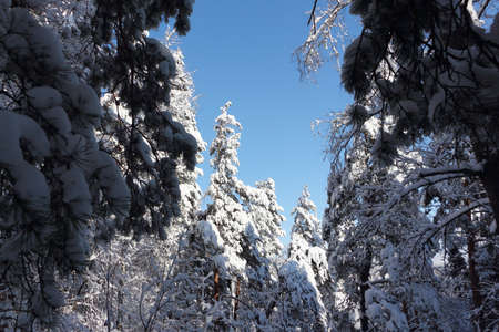 Snowy pines in the winter forest, Belokurikha town, Altai Territory, Russiaの写真素材