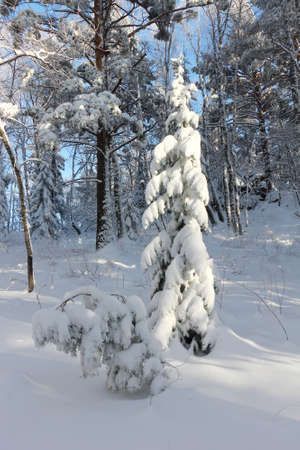 Snowy pine in the winter forest, Belokurikha town, Altai Territory, Russiaの写真素材