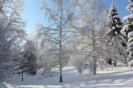Snowy birches and pines in the winter forest, Belokurikha town, Altai Territory, Russiaの写真素材