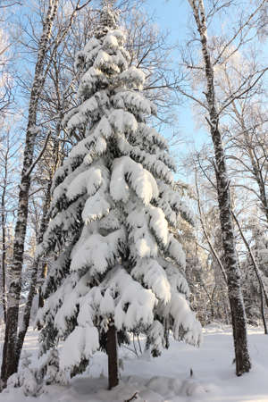 Snowy pine in the winter forest, Belokurikha town, Altai Territory, Russiaの写真素材