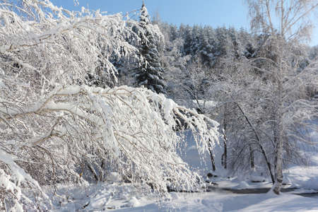 Snowy birches and pines in the winter forest, Belokurikha town, Altai Territory, Russiaの写真素材