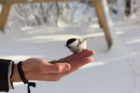 Nuthatch pecking grain with male palm in winter, Altai, Russiaの写真素材